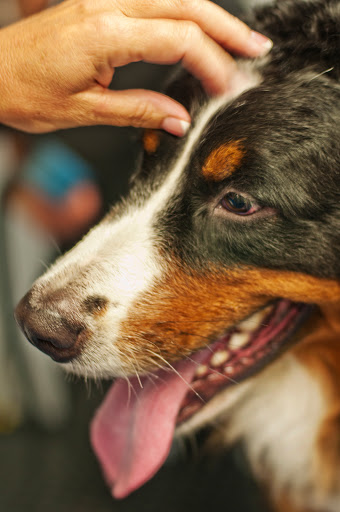 Pet Groomer «The Pet Bow-Tique», reviews and photos, 47 S Central Ave, Oviedo, FL 32765, USA