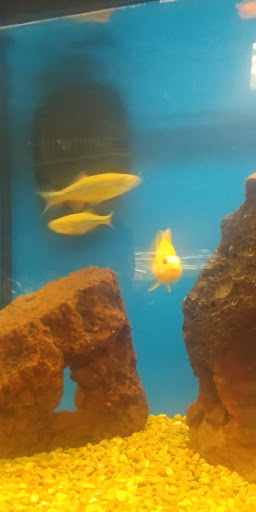 Pet Supply Store «Petco Animal Supplies», reviews and photos, 8775 SW Tualatin-Sherwood Rd, Tualatin, OR 97062, USA