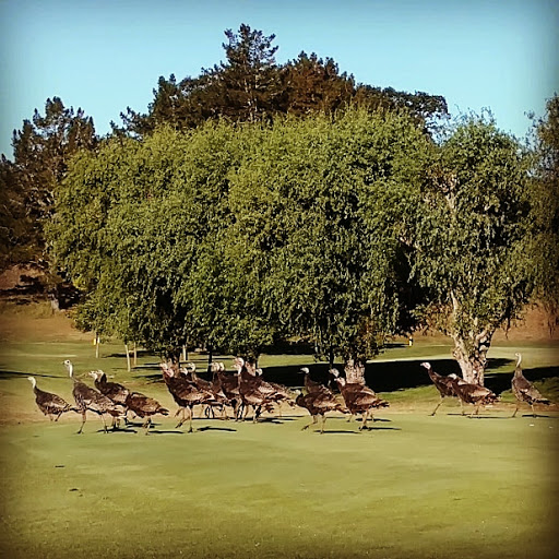 Golf Club «Indian Valley Golf Club», reviews and photos, 3035 Novato Blvd, Novato, CA 94947, USA