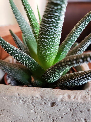 American Restaurant «Feast Bakery Cafe», reviews and photos, 581 E Hillside Dr #104, Bloomington, IN 47401, USA