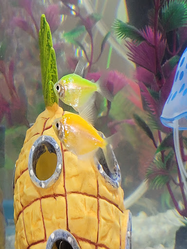 Pet Supply Store «PetSmart», reviews and photos, 11134 Parkside Dr, Knoxville, TN 37934, USA