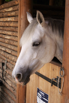 Poney-Club de Nancy à Nancy