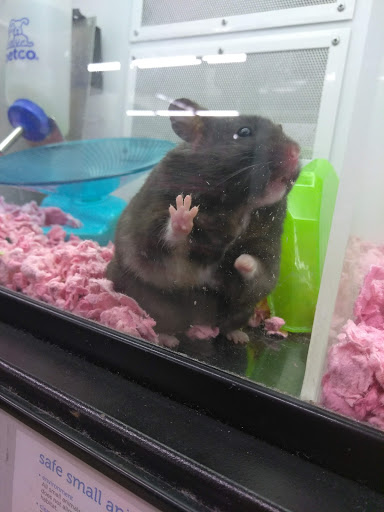 Pet Supply Store «Petco Animal Supplies», reviews and photos, 520 Woodside Rd, Redwood City, CA 94061, USA