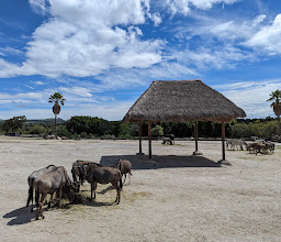 Africam Safari photo
