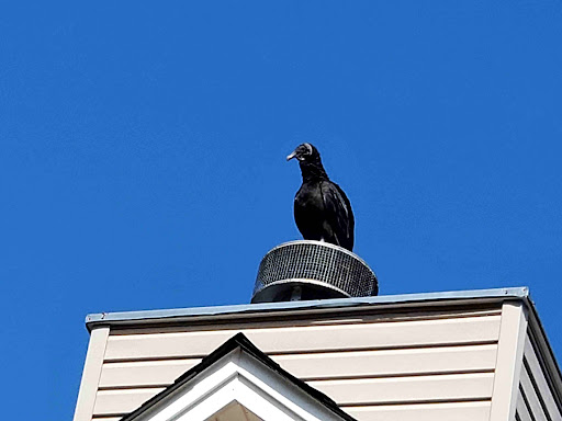 Pest Control Service «Attic Kings», reviews and photos