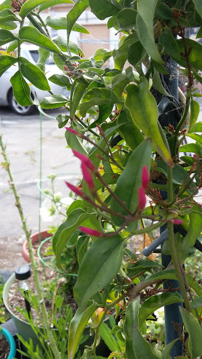 Book Store «Pipe & Thimble Bookstore», reviews and photos, 24830 Narbonne Ave, Lomita, CA 90717, USA