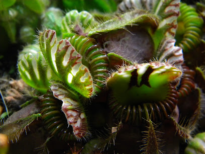 Jardín Botánico Jurassic Plant