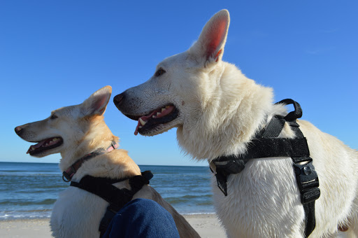 Amusement Park «Casino Pier & Breakwater Beach», reviews and photos, 800 Ocean Terrace, Seaside Heights, NJ 08751, USA