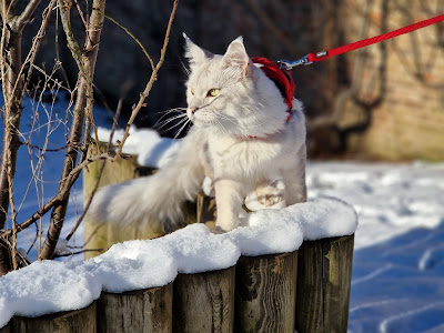 Maine coon corp. à Amiens