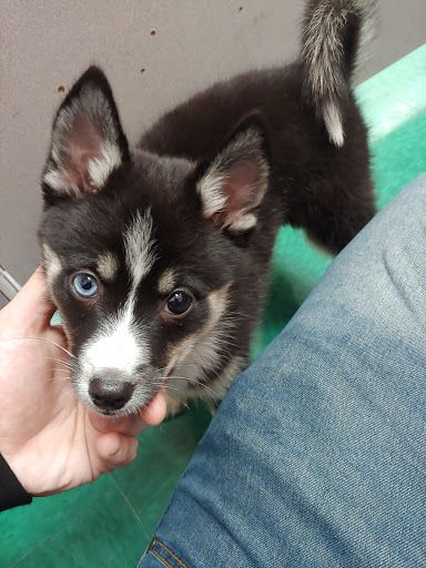 Pet Store «Petland Lewis Center», reviews and photos, 86 Meadow Park Ave, Lewis Center, OH 43035, USA