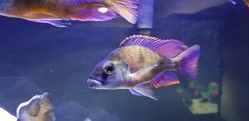 Pet Supply Store «Live Fish Direct .com», reviews and photos, 12270 700 E, Draper, UT 84020, USA