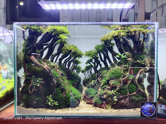Dhy Gallery Aquascape
