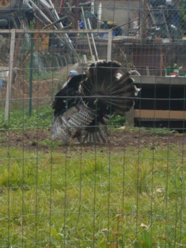 Ford Dealer «Northside Ford Truck Sales, Inc.», reviews and photos, 6221 NE Columbia Blvd, Portland, OR 97218, USA