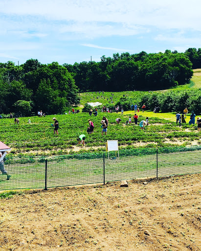 Tourist Attraction «Sunflower Maze», reviews and photos, South St, Middlefield, CT 06455, USA
