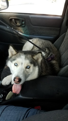 Pet Supply Store «The Naked Dog (Protein For Pets)», reviews and photos, 7385 Milliken Ave #120, Rancho Cucamonga, CA 91730, USA