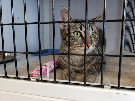 Pet Supply Store «Pet Supplies Plus», reviews and photos, 1258 Northlake Blvd, Lake Park, FL 33403, USA