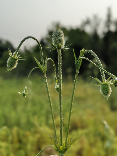 Nature Preserve «Shoe Factory Road Prairie Nature Preserve», reviews and photos, Shoe Factory Rd, Hoffman Estates, IL 60192, USA
