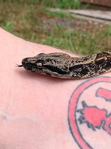 Pet Store «Pet Paradise», reviews and photos, 307 Kellam Rd, Virginia Beach, VA 23462, USA