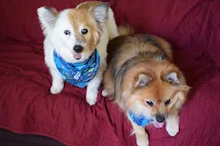 Creatures Great & Small Inc - Car repair in Charlottesville, VA, Charlottesville - Rated 4.8/5