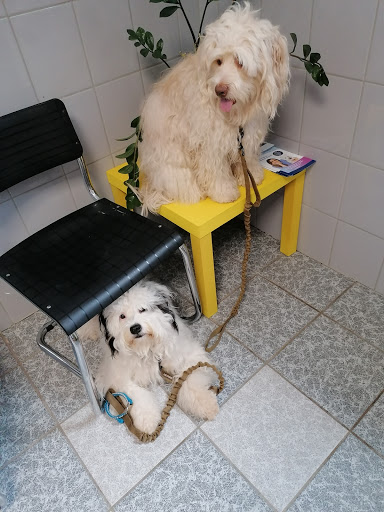 Dr.med.vet. Arno Besse Tierarzt unter Lebach, 