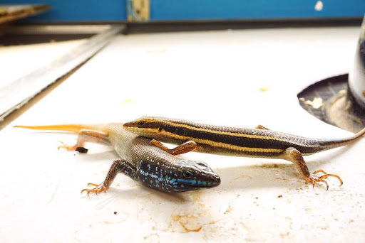 Pet Store «Forever Pets Inc», reviews and photos, 1030 Basse Rd, San Antonio, TX 78212, USA