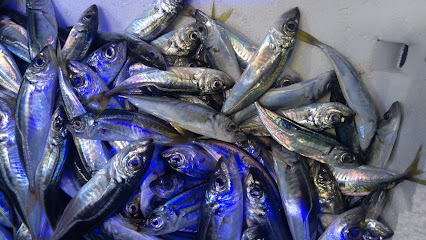 Mor Hamsi Samsun Balıkçılık