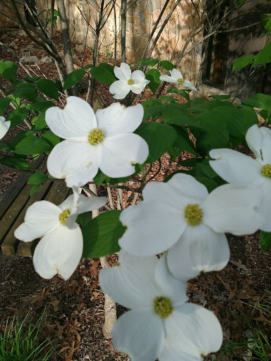 Park «Bays Mountain Park & Planetarium», reviews and photos, 853 Bays Mountain Rd, Kingsport, TN 37660, USA