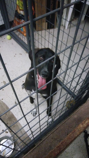 Pet Store «Rockstar Pets», reviews and photos, 215 N Main St, Tooele, UT 84074, USA