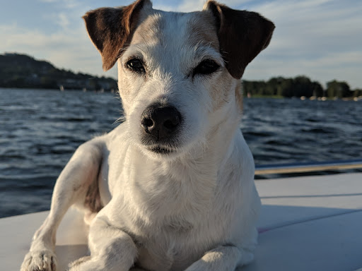 Pet Groomer «Happy Tails Pet Center», reviews and photos, 4370 SE King Rd Ste 260, Milwaukie, OR 97222, USA