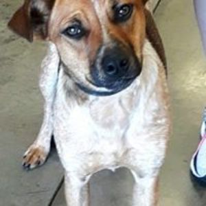 Pet Supply Store «All Pet & Equine Supply», reviews and photos, 1120 Porter Wagoner Blvd, West Plains, MO 65775, USA