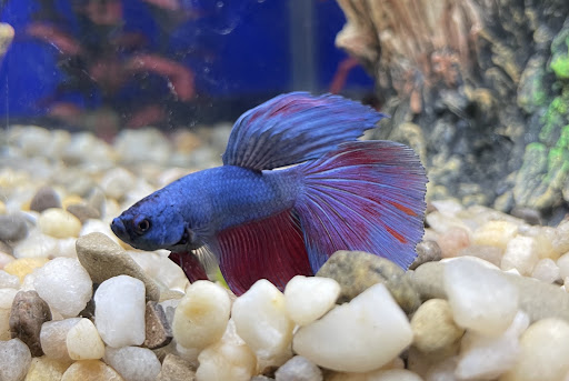 Pet Store «Birds & Beasts Pet Shop», reviews and photos, 35 Berkshire Dr # 18, Crystal Lake, IL 60014, USA