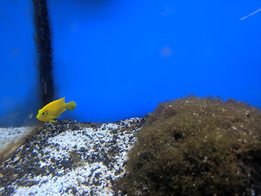 Pet Supply Store «Pet Supplies Plus», reviews and photos, 1240 Seminole Trail, Charlottesville, VA 22901, USA