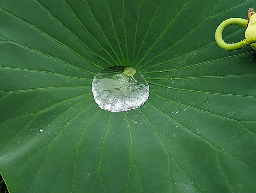 National Park «Kenilworth Park», reviews and photos, 1505 Ancostia Ave NE, Washington, DC 20019, USA