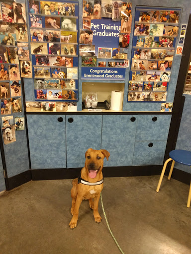 Pet Supply Store «PetSmart», reviews and photos, 8105 Moores Ln Ste 1300, Brentwood, TN 37027, USA