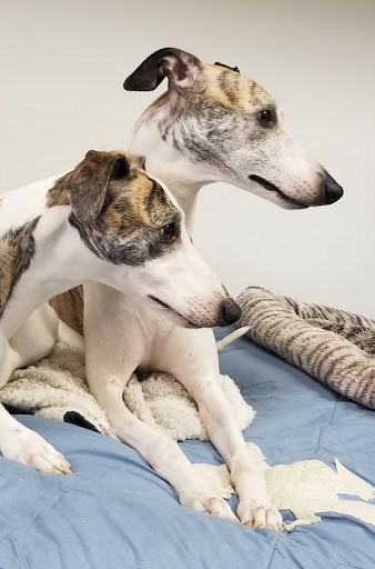 Pet Groomer «B-I-S Pet Grooming», reviews and photos, 5670 Main St, Springfield, OR 97478, USA