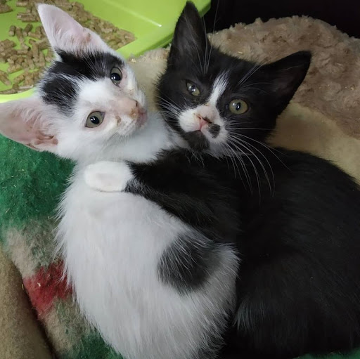 Centro Veterinario Vidanimal en Gijón