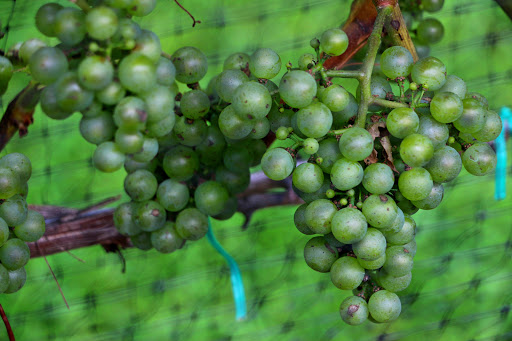 Vineyard «Harmony Vineyards», reviews and photos, 169 Harbor Rd, St James, NY 11780, USA