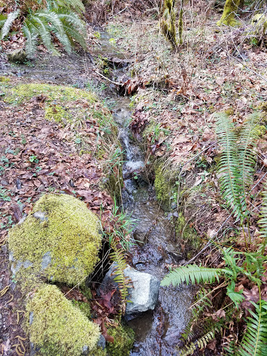 Park «Wildcat Lake County Park», reviews and photos, 9205 NW Holly Rd, Bremerton, WA 98312, USA