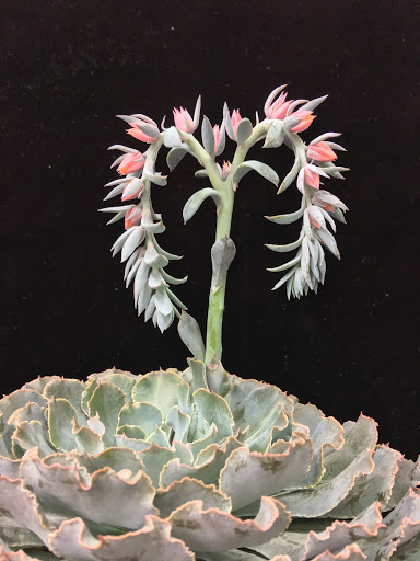 Florist «Flowers & Plants Etc», reviews and photos, 1378 Chain Bridge Rd, McLean, VA 22101, USA