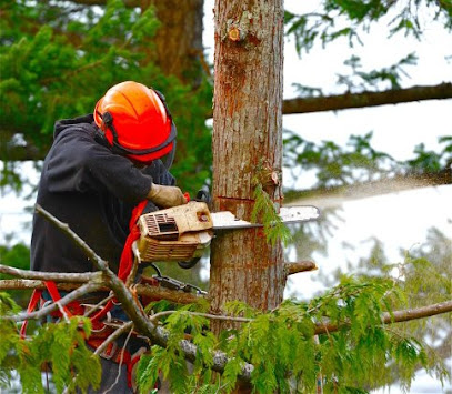 Paramount Tree Removal & Arborist Services Belconnen