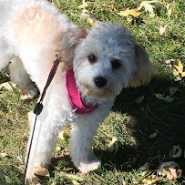 Home & Safe Pet Care LLC - Photo 7 - Car repair in , Minneapolis