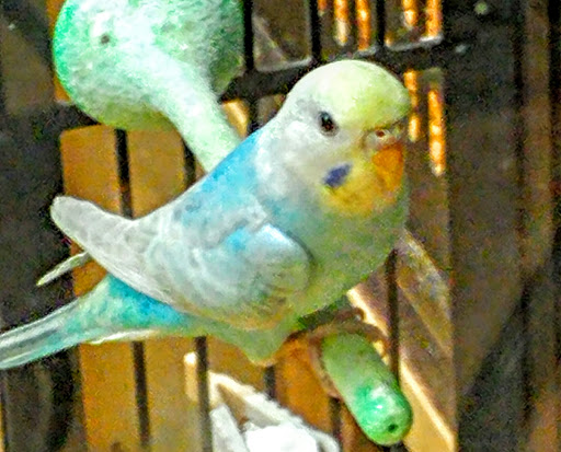 Pet Supply Store «PetSmart», reviews and photos, 2784 Wilma Rudolph Blvd, Clarksville, TN 37040, USA