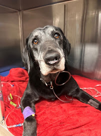 BluePearl Pet Hospital - Photo 6 - Car repair in Duluth, MN, Duluth