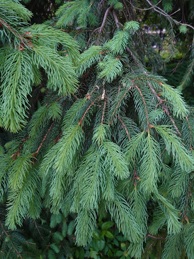 Grocery Store «Safeway», reviews and photos, 1688 Anderson Rd, McLean, VA 22102, USA