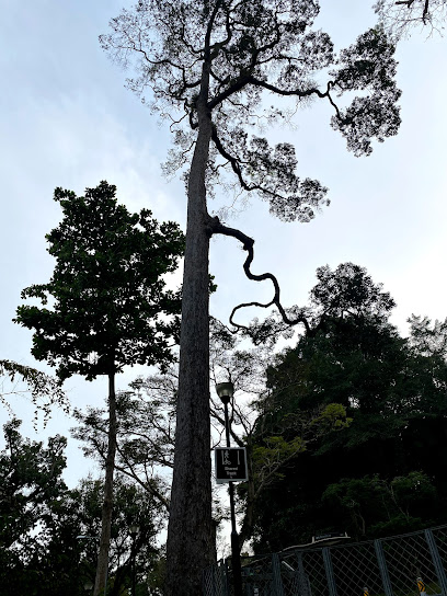 Heritage Tree - Damar Hitam Gajah