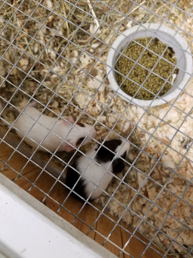 Pet Supply Store «CountryMax - Geneseo», reviews and photos, 4101 Lakeville Rd, Geneseo, NY 14454, USA