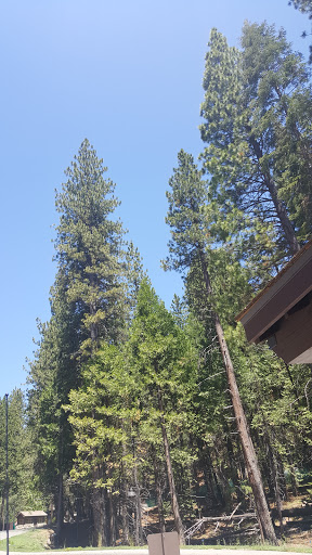 Gift Shop «Big Trees Gift Shop», reviews and photos, 4720 Mariposa Grove Rd, Fish Camp, CA 93623, USA