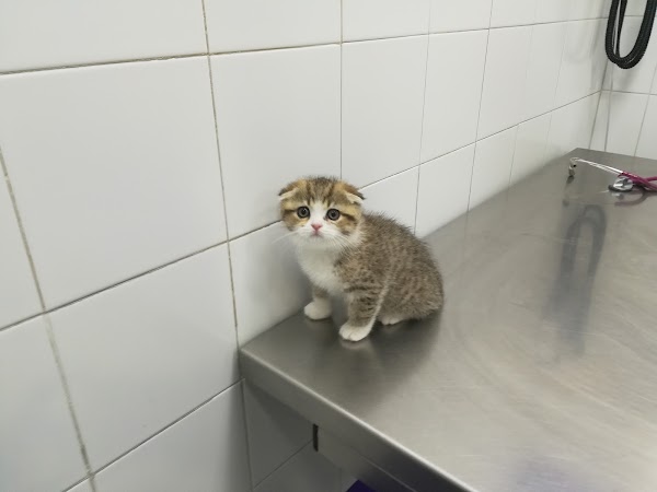 Aragon Clínica Veterinaria