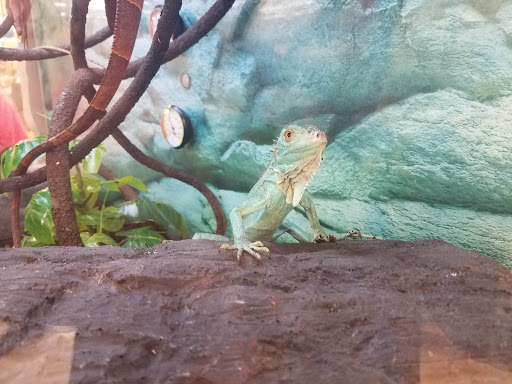 Pet Supply Store «Petco Animal Supplies», reviews and photos, 2345 Market Pl Blvd, Cumming, GA 30041, USA