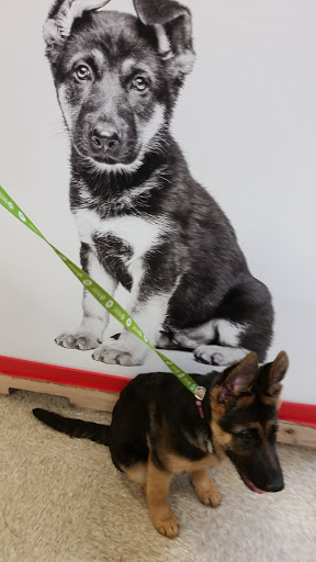 PetSmart image